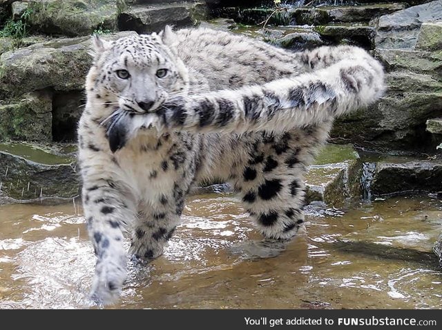 Don't let the tail touch the water