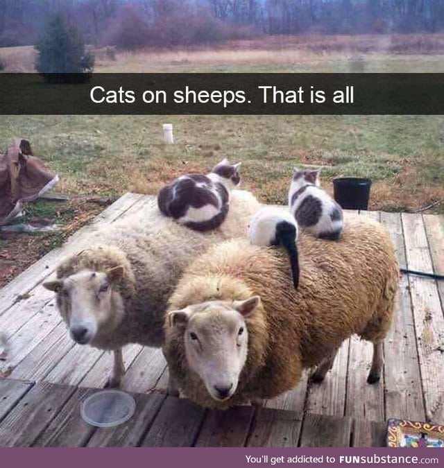 Cats on sheep