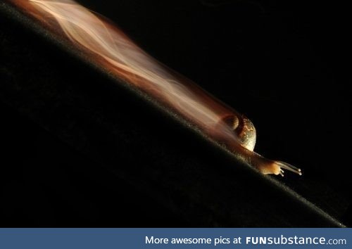 Long exposure of a snail