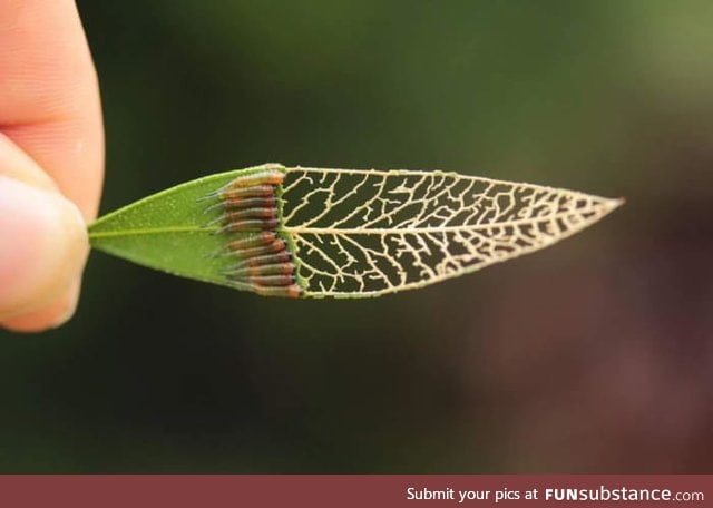 These caterpillar eating a leaf.