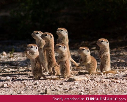 Prairie dog puppies
