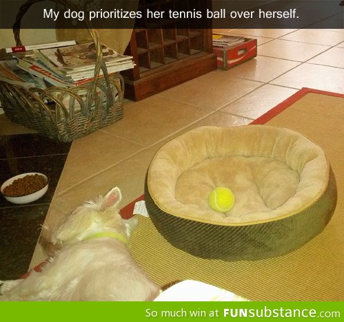 Just one more reason why dogs rule