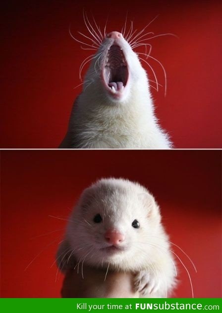 Everybody yawns!