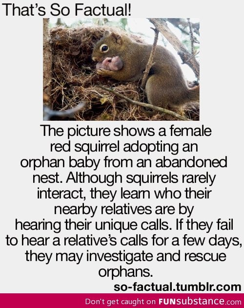 You go squirrel