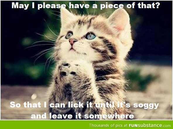 My cat when I'm eating