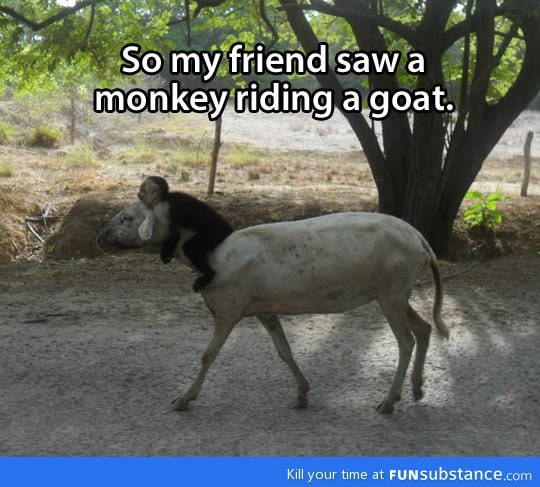Monkey riding a goat