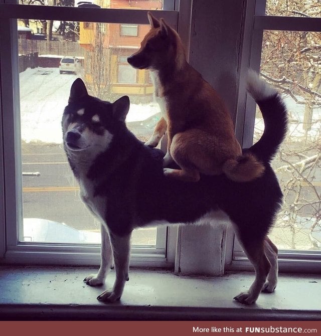 "Onward, noble steed!"