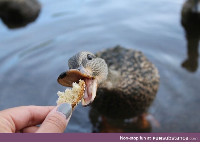 quack quack..