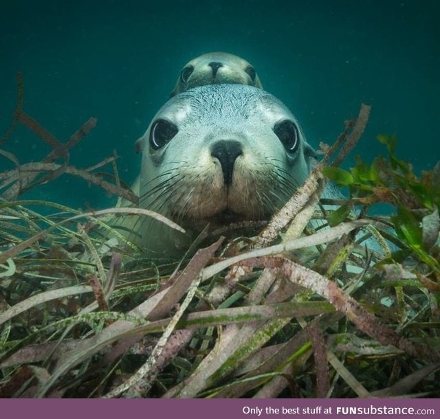 Australian sea lion momma and pup