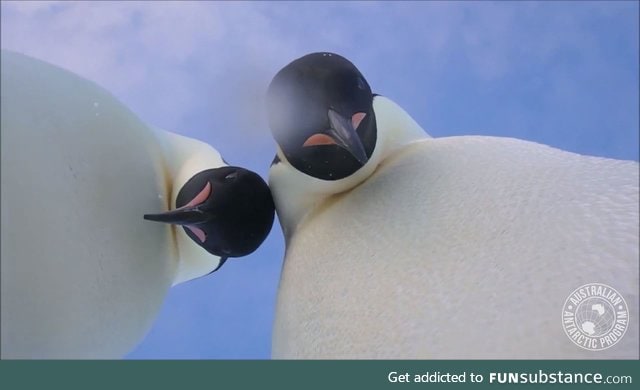 Two penguins wandered over to a camera left near their colony