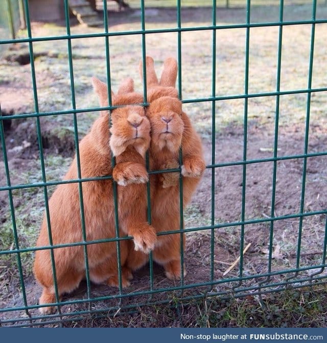 "do you have food for us hooman?"