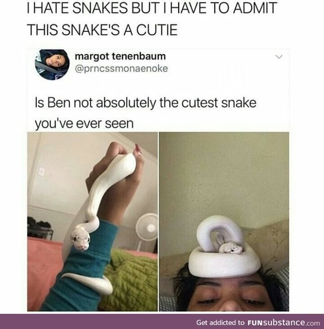 Cute snake