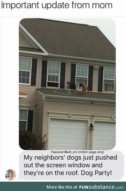 Dog party