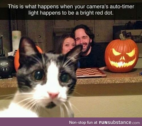 Cat: Wait, let me clear the shot first.