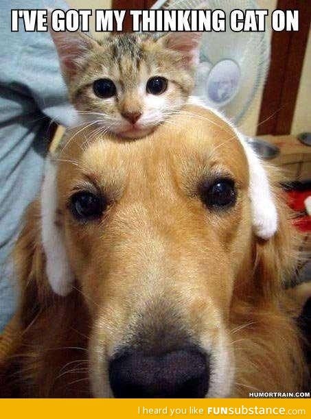Thinking cat