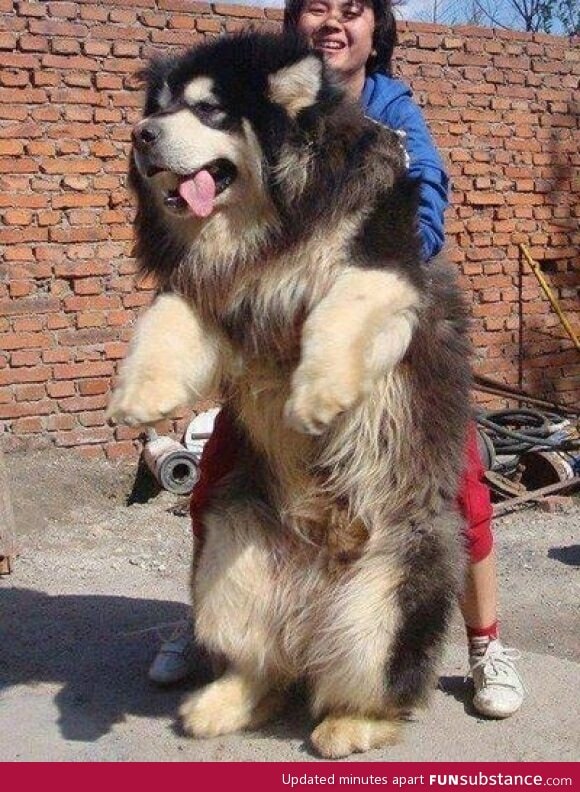 Half lion, half bear. The tibetan mastiff dog