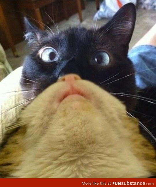 The catbeard