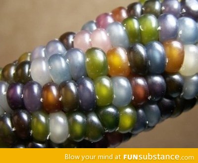 Gem corn - it's grown this way!