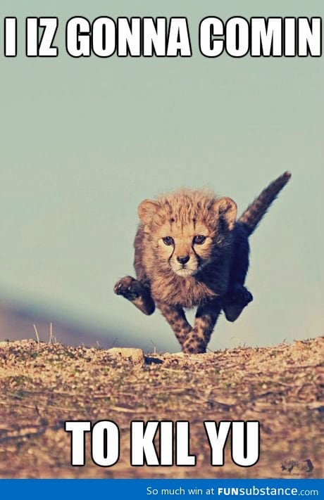 Baby cheetah is cute!