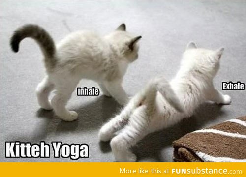 Yoga kittens