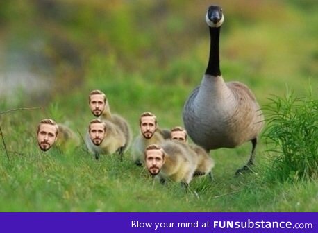 A mother goose and her goslings