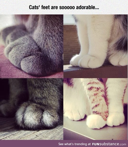 Cat's Feet