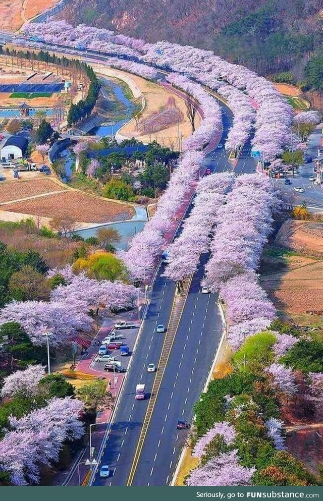 Cherry blossom land japan