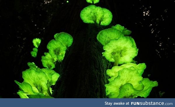 Ghost Fungus on a tree, Queensland, Australia