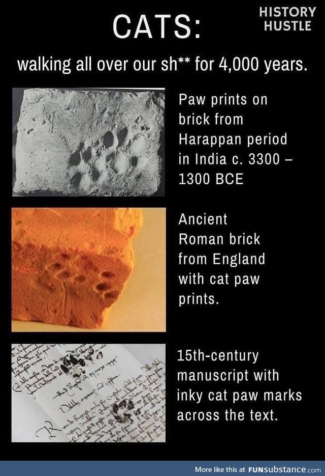 So meowch truth