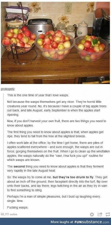 Wasps.
