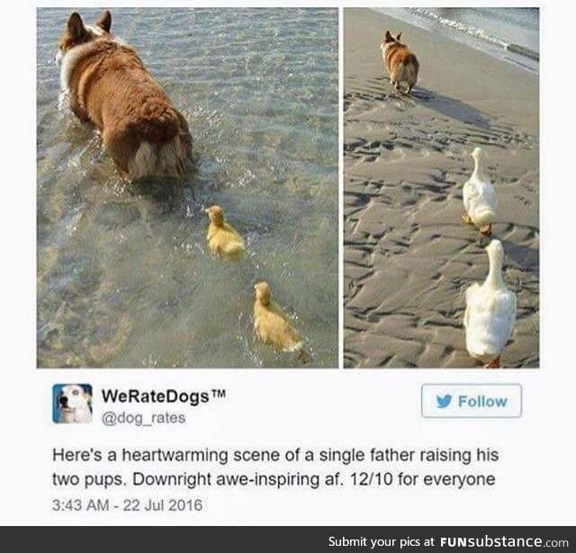 Love doggos