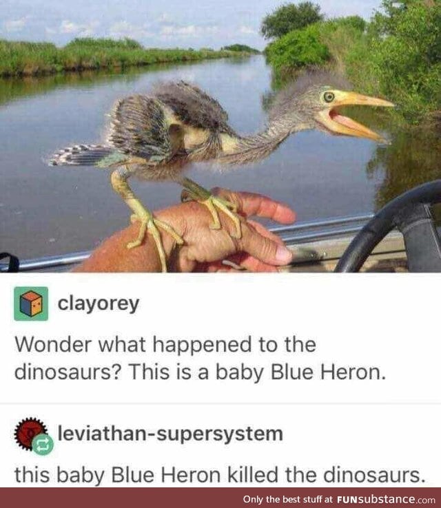 Beware the Heron