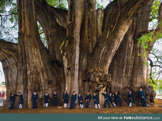 A very large tree