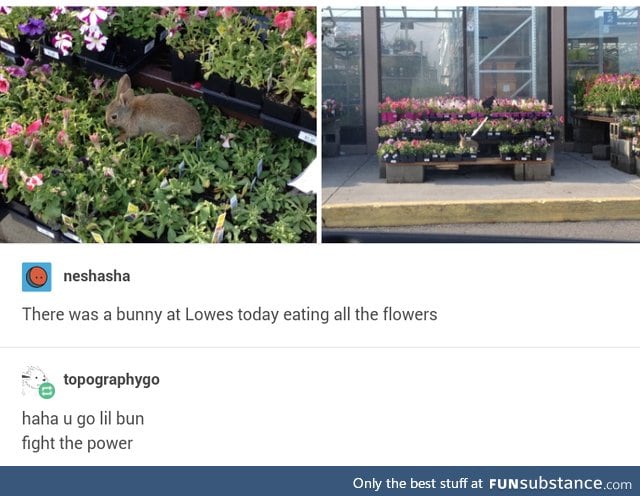 Bunny