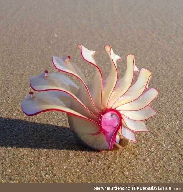 That’s one badass sea shell