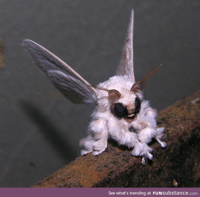 How cool is this creature! Venezuelan Poodle Moth