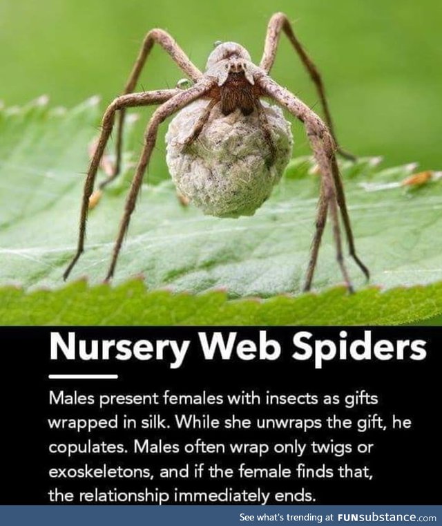 Not every spider is rich ok