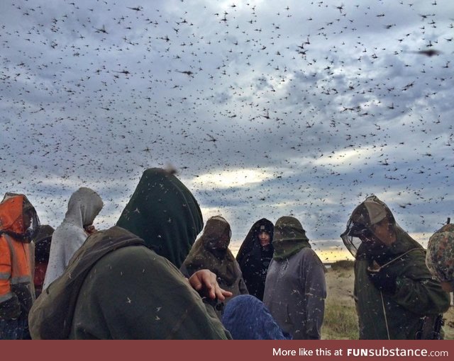 Mosquitos in Alaska