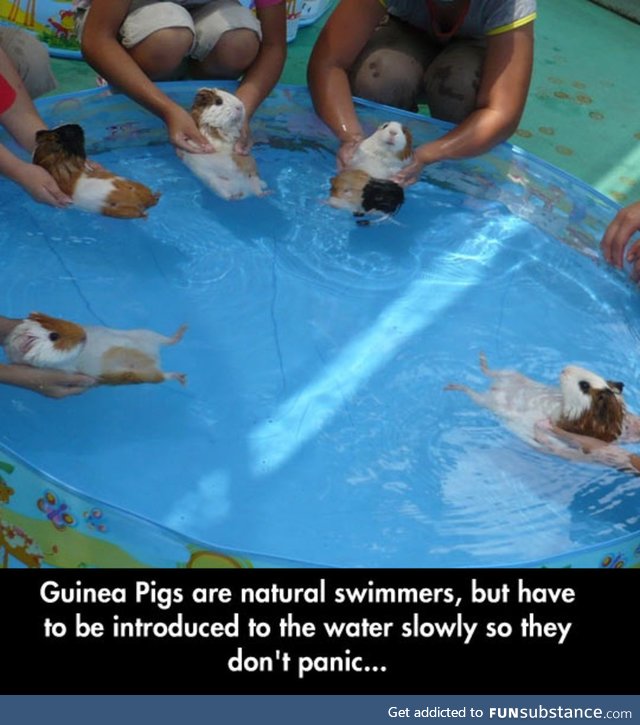 Guinea pigs