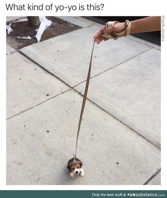 A Pup-yo?
