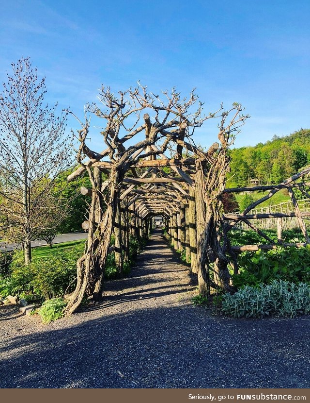 Trees were grown beautifully entangled into the wooden base structure