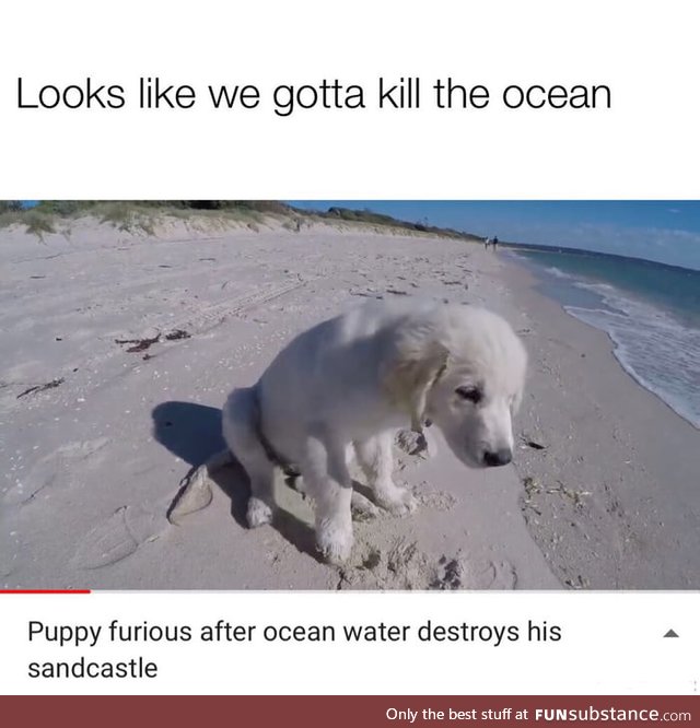 Pupper can do no wrong