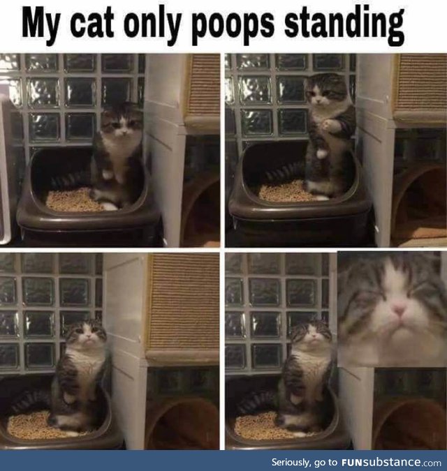 Strangest cat