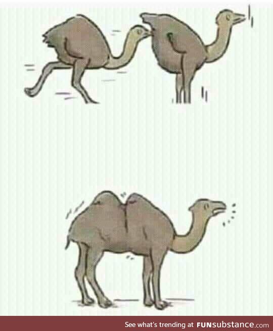 Always wondered how they evolved