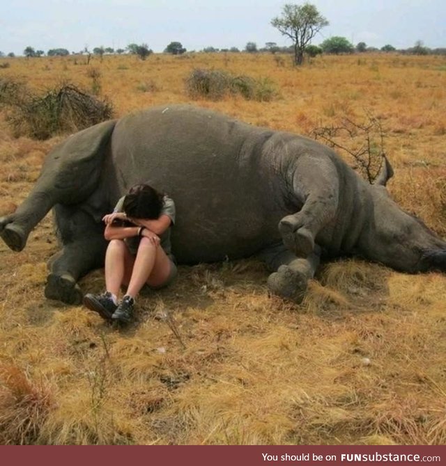 A nature reserve worker weeping beside a poached rhino