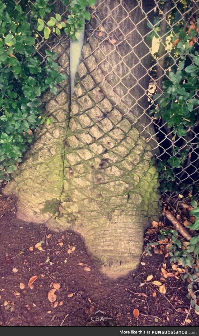 Tree growing into fence