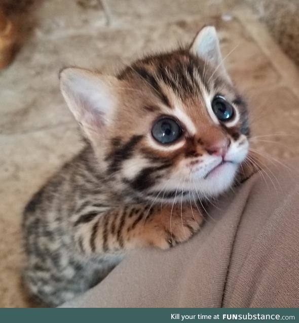 "hooman? it's cuddle time!"