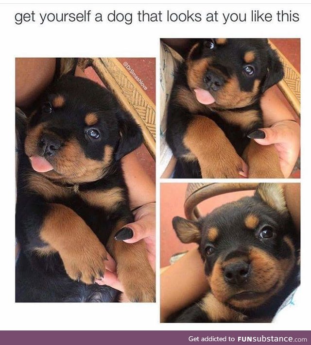 All dogs