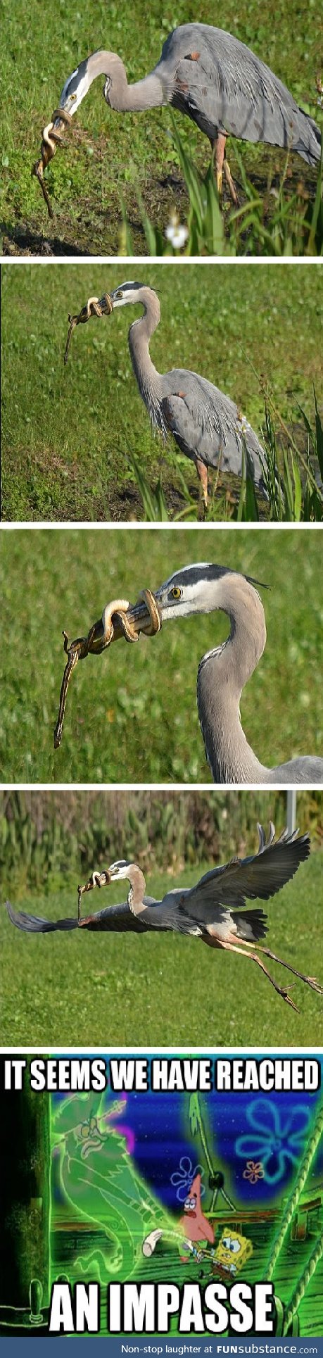 An Impasse. It would seem we have reached one. (Heron and Snake)