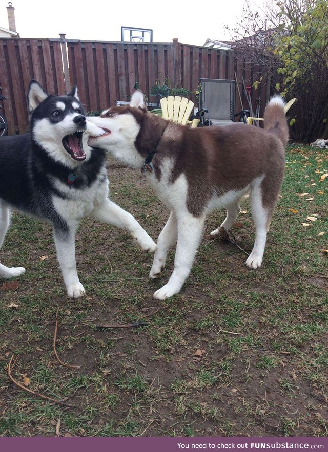 Dog: "whoa dude, wtf?"